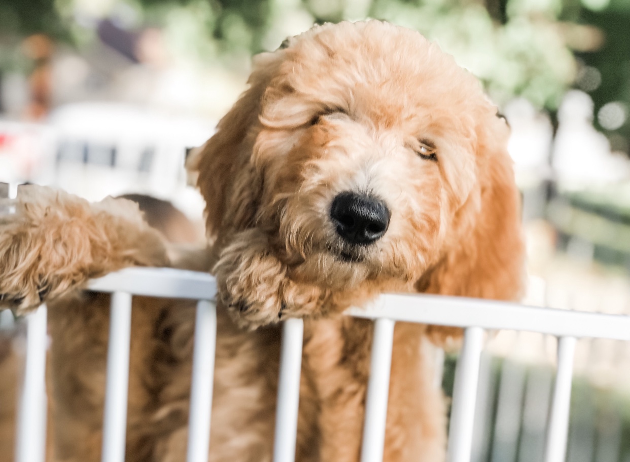 crate training puppy looking over fence