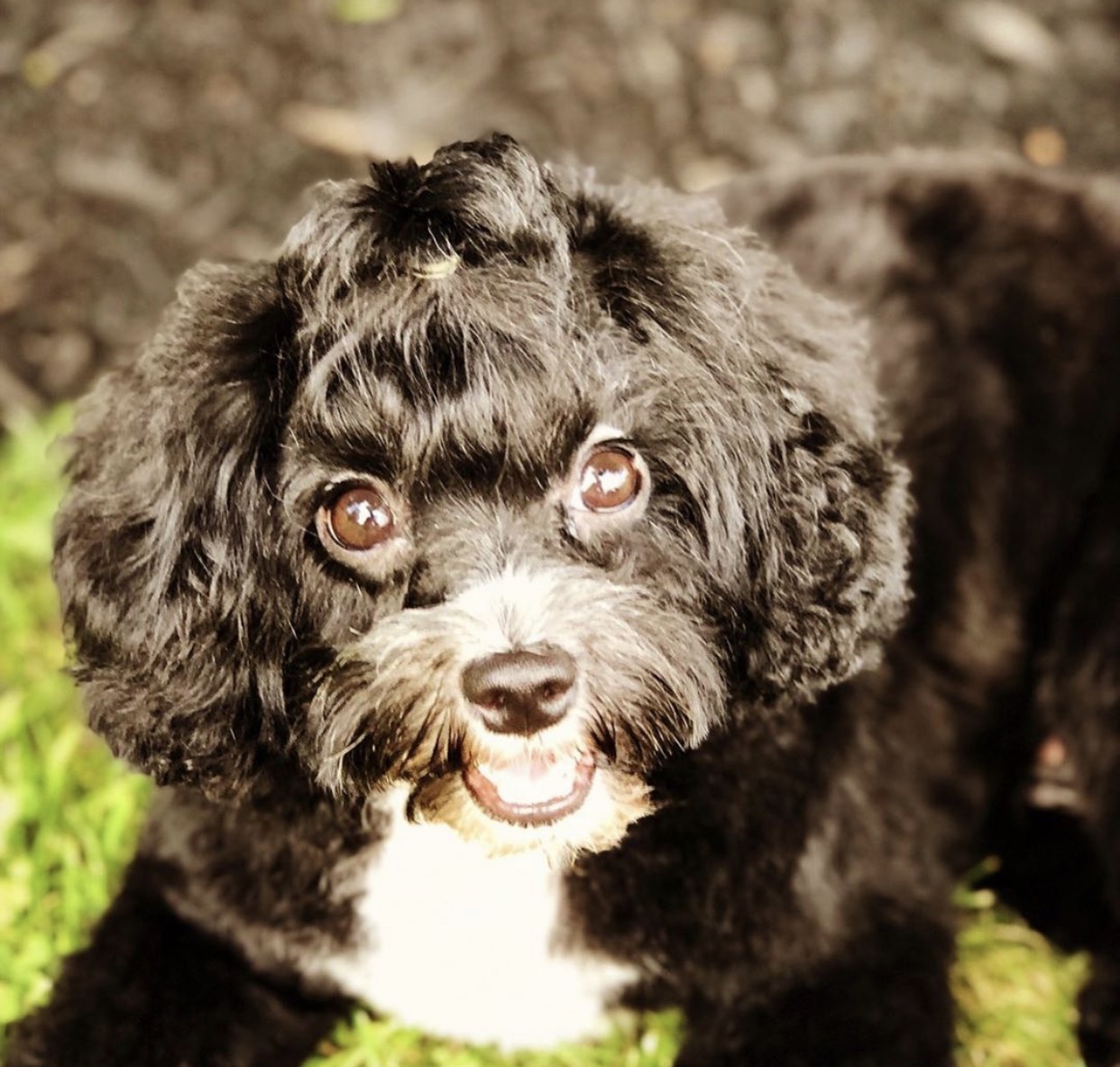 cavoodle black white with topknot