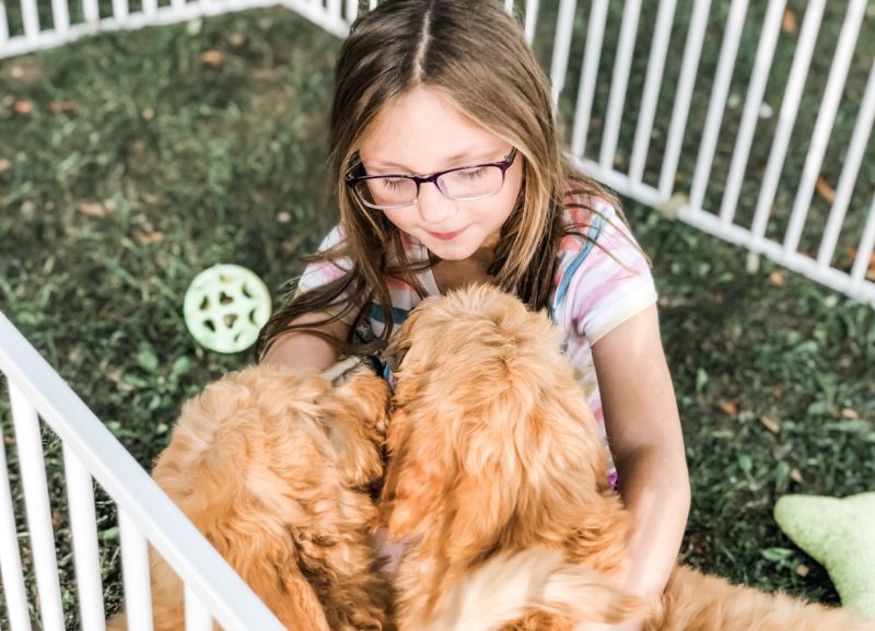 About The Goldendoodle Breed - Maple Hill Doodles - Ohio