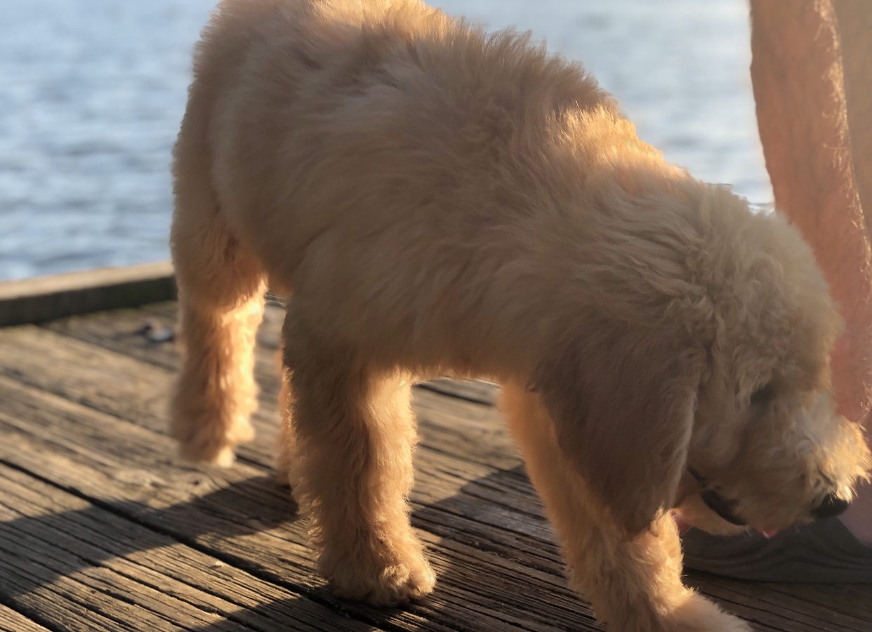 lake puppy on dock