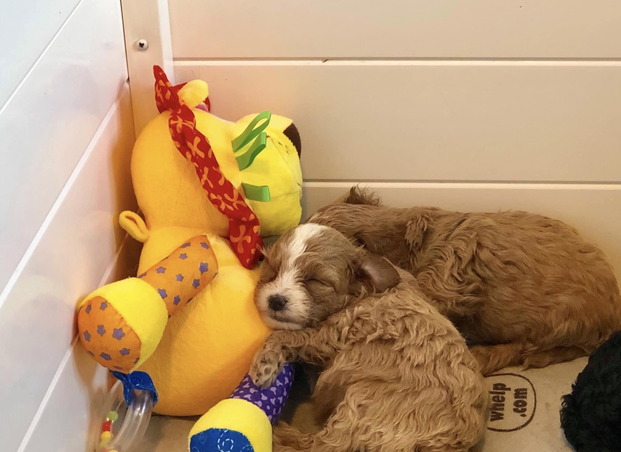 non shedding puppies with stuffed toy