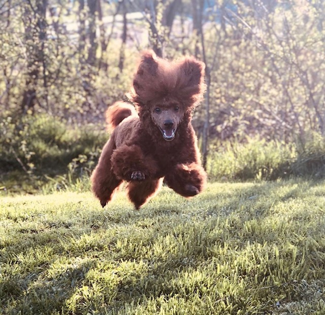 red poodle bounding