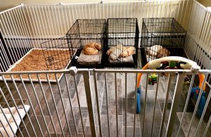 proper crates for puppy training