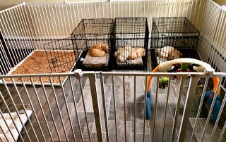 how to crate train better breeder crate training