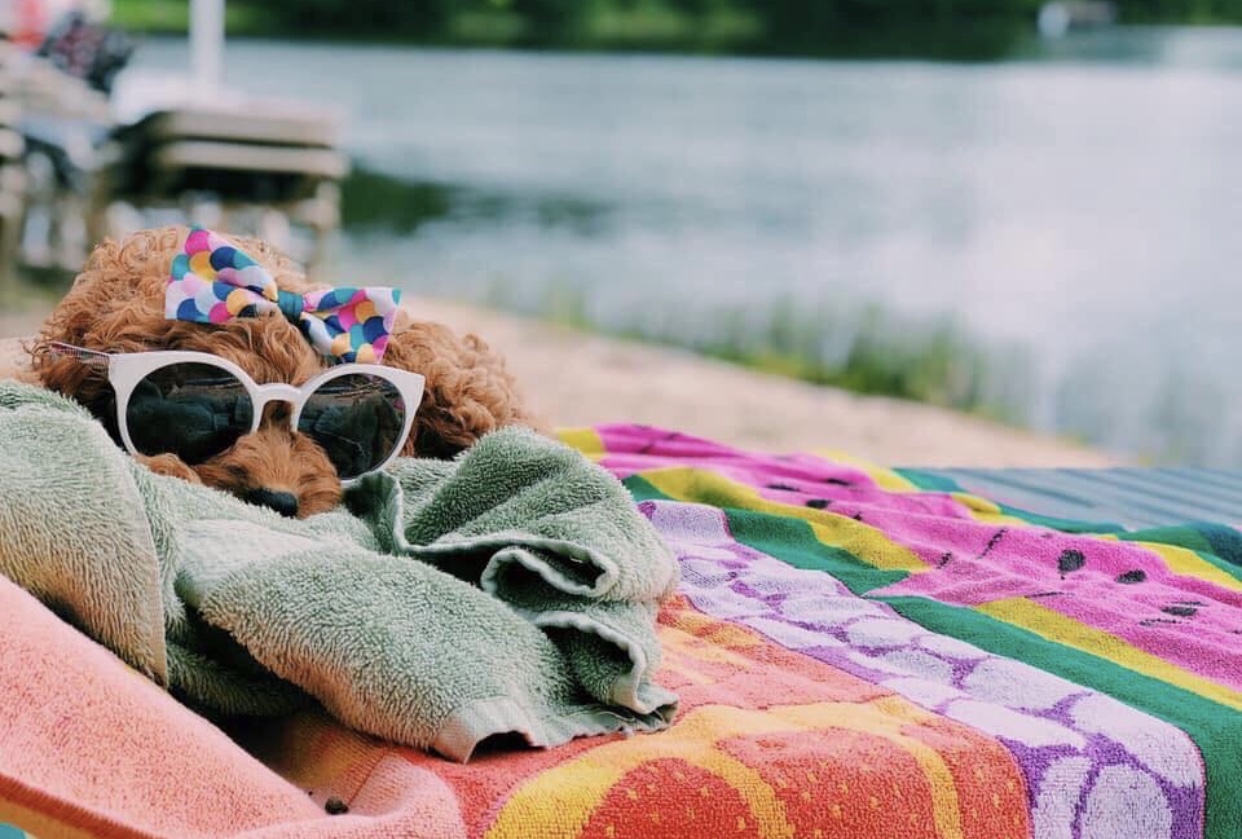 Goldendoodle beach puppy