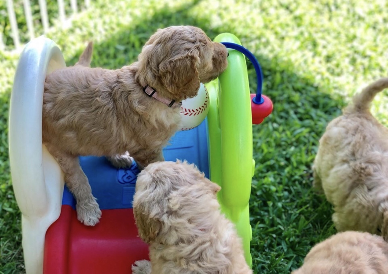 Labradoodle Puppies playing on slide