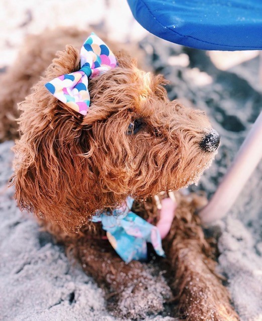 mini goldendoodle female beach with hair bow