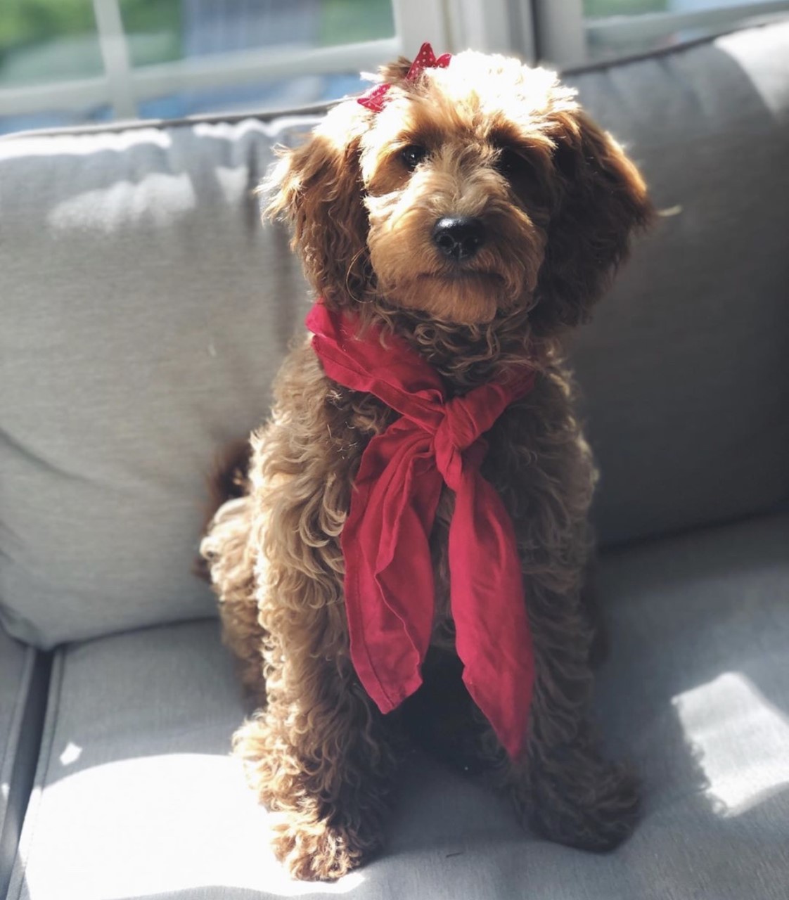 red goldendoodle sitting on sofa