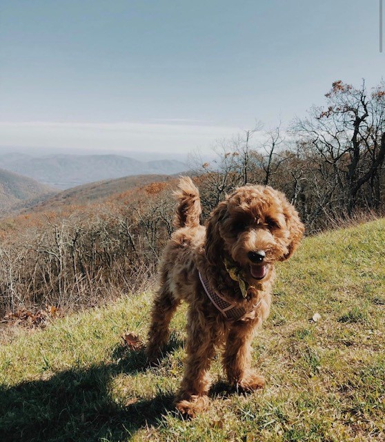 goldendoodle puppy on hillside