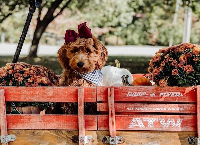 mini goldendoodle puppy in wagon with flowers