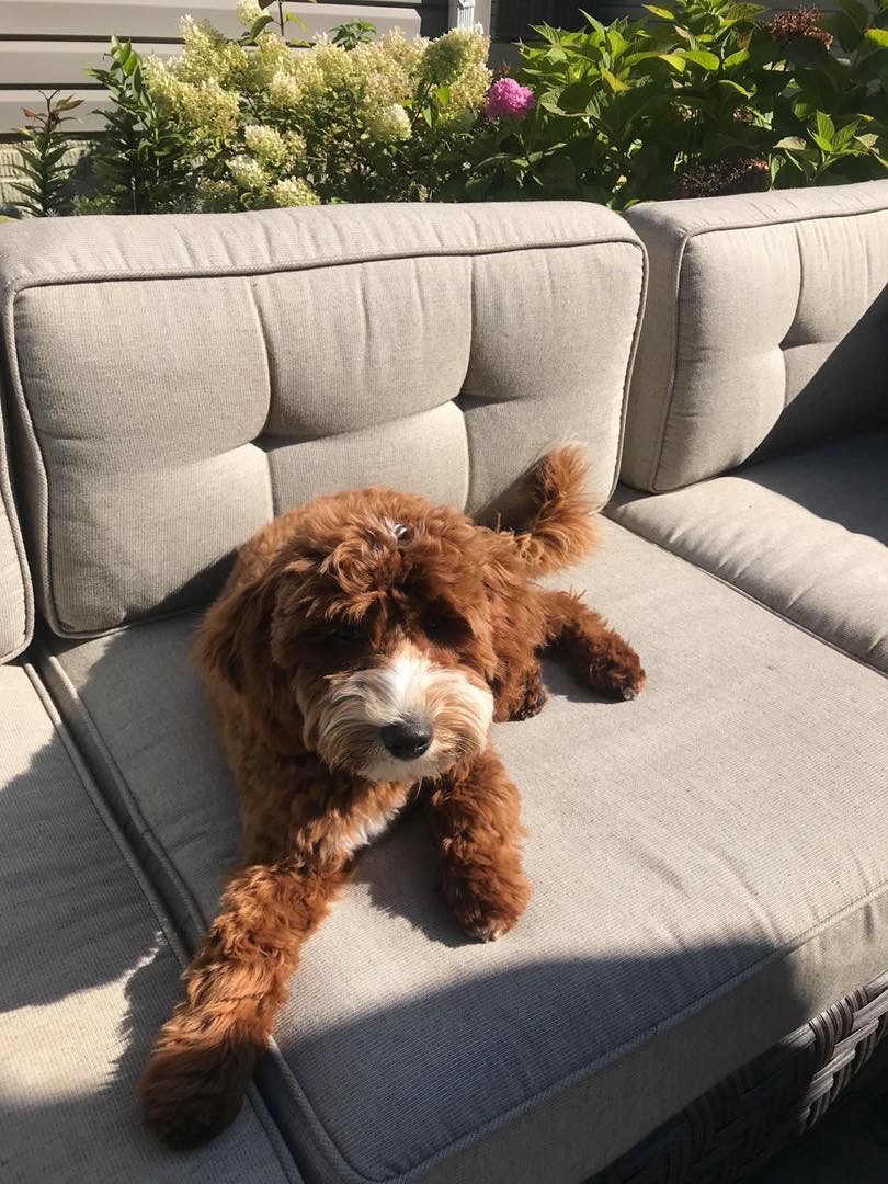 red and white cavapoo lounging on sofa