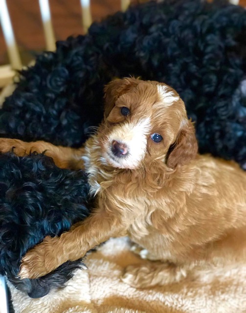 red and white cavapoo puppy