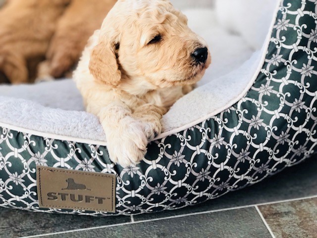 About The Goldendoodle Breed - Maple Hill Doodles - Ohio