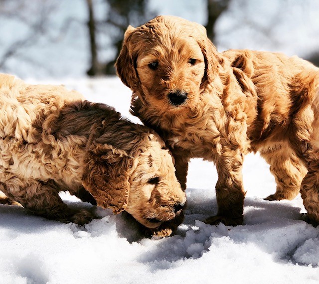 labradoodle puppies in snow
