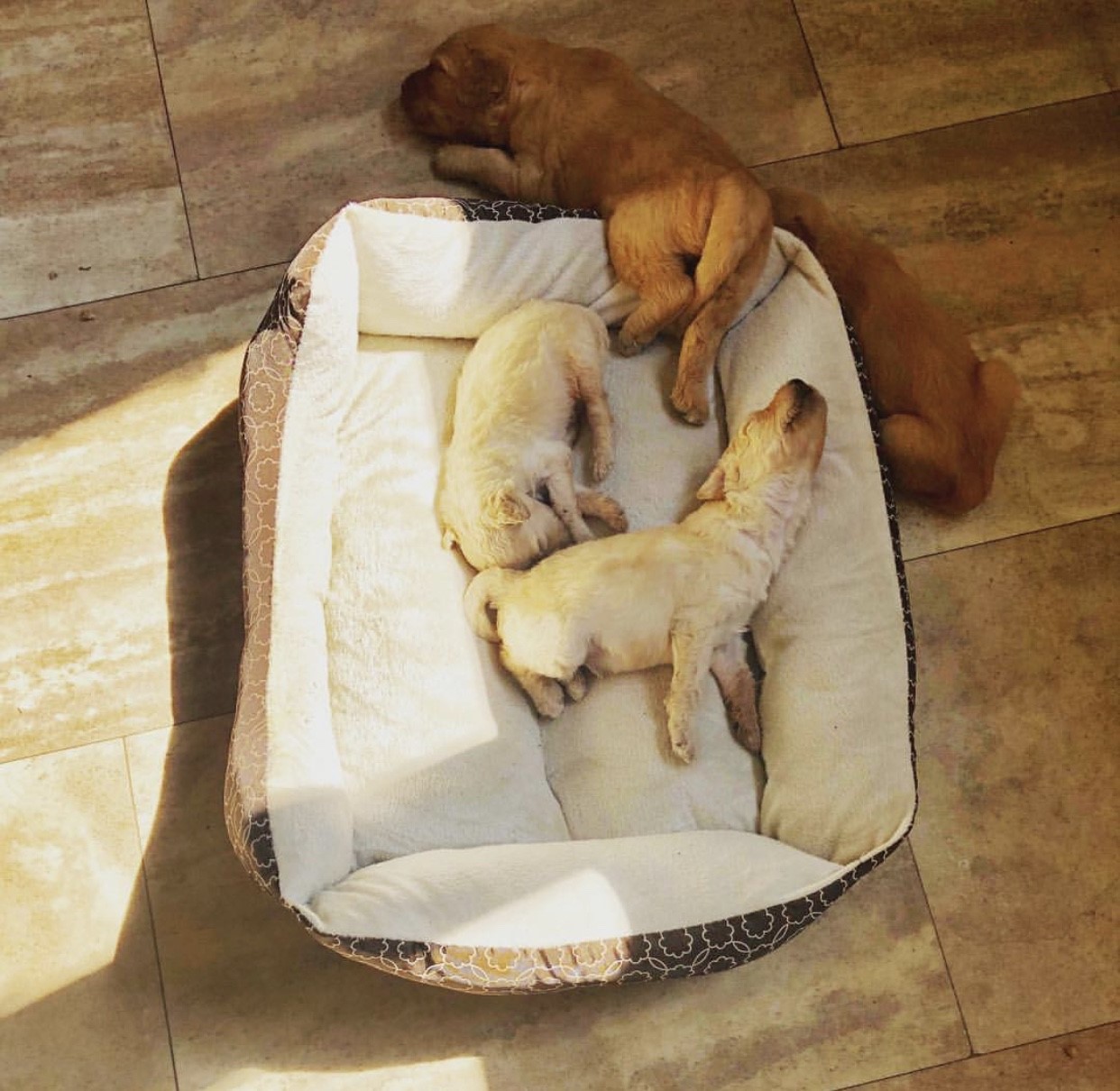 newborn puppies naptime