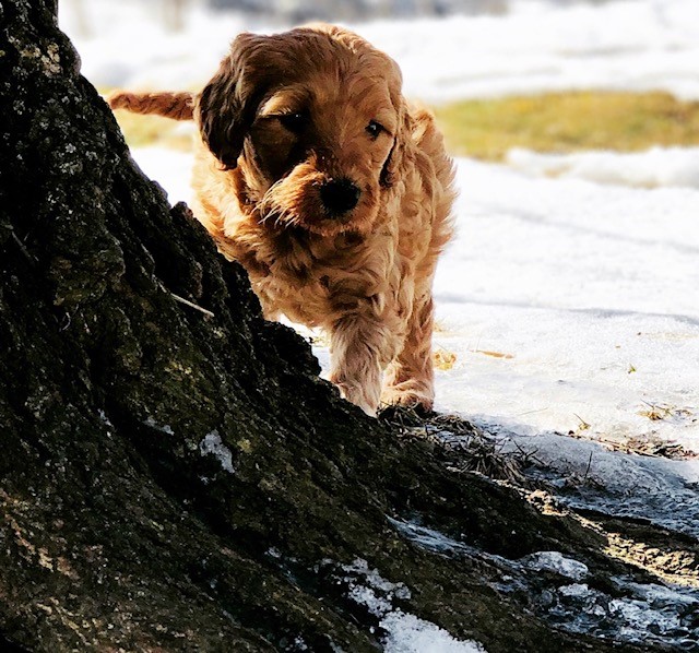 curly puppy beside tree trunk