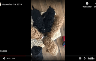Cavadoodle Puppies Eating December 19, 2019