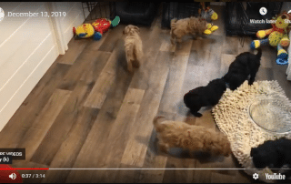 Cavadoodle VS Mat December 13 2019