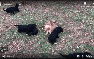 cavadoodle puppies first day out