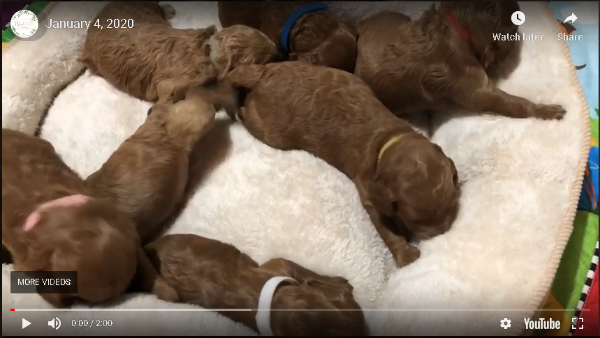 goldendoodle newborn puppies