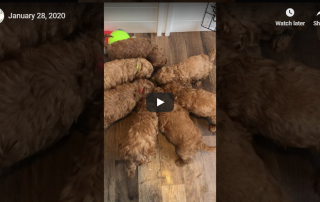 Mini Goldendoodle Puppies Eating (January 28, 2020)