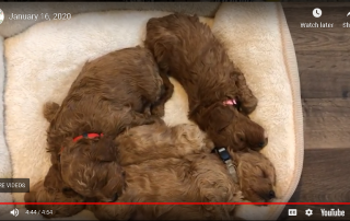 Mini Goldendoodle Puppies (January 16, 2020)