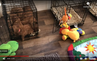how to crate train your Mini Goldendoodle Puppy Pile ( January 22, 2020)