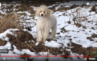 Cream Poodle Puppy (February 16, 2020)