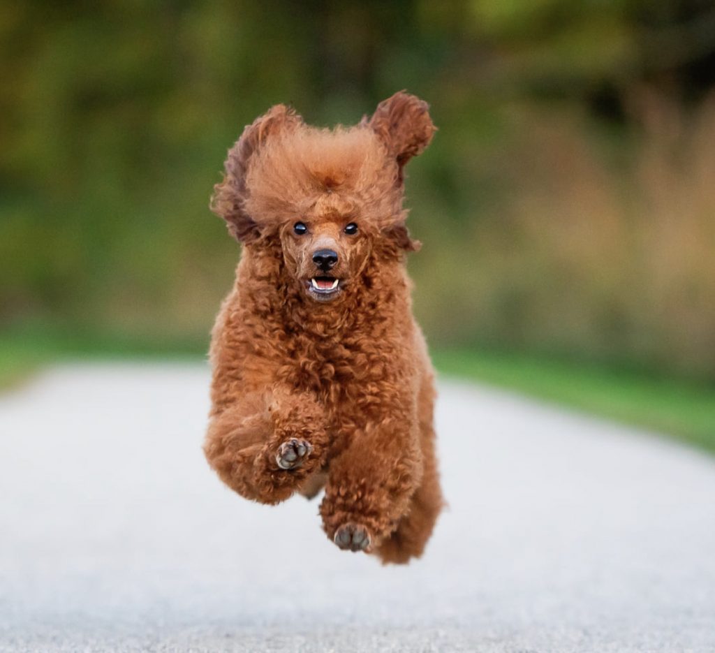 Red miniature poodle sales stud