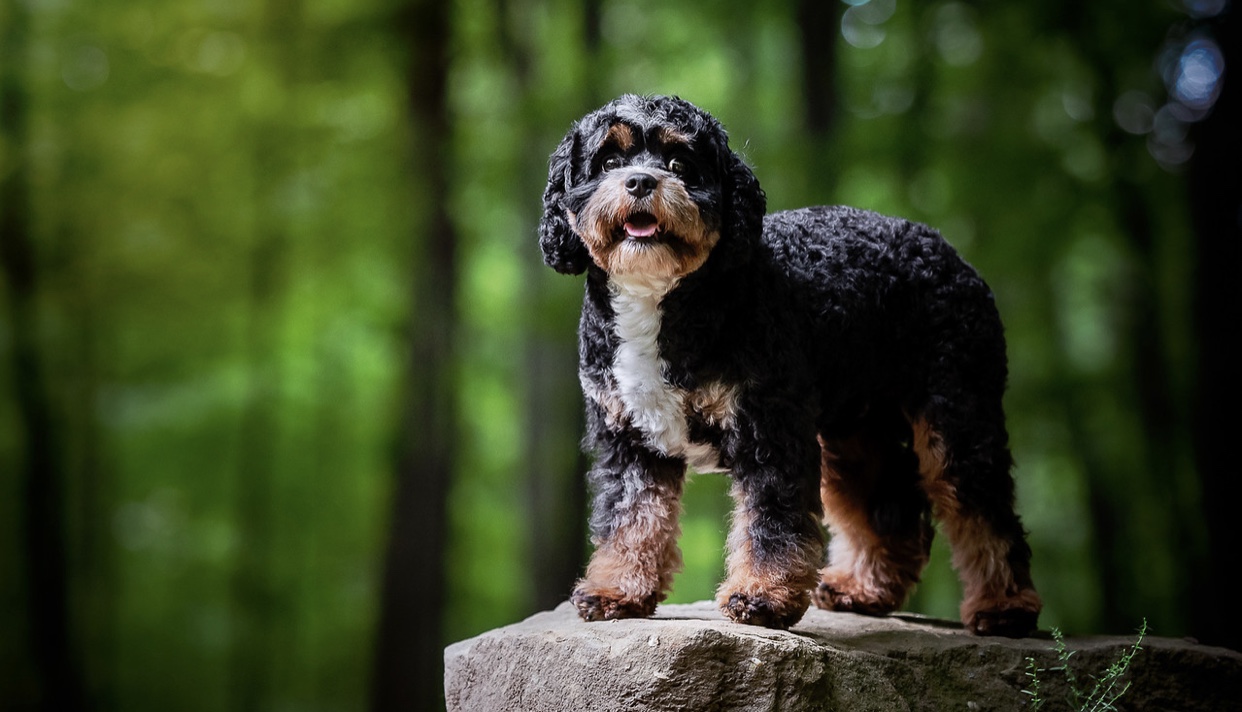 kirby cavapoo stud forest