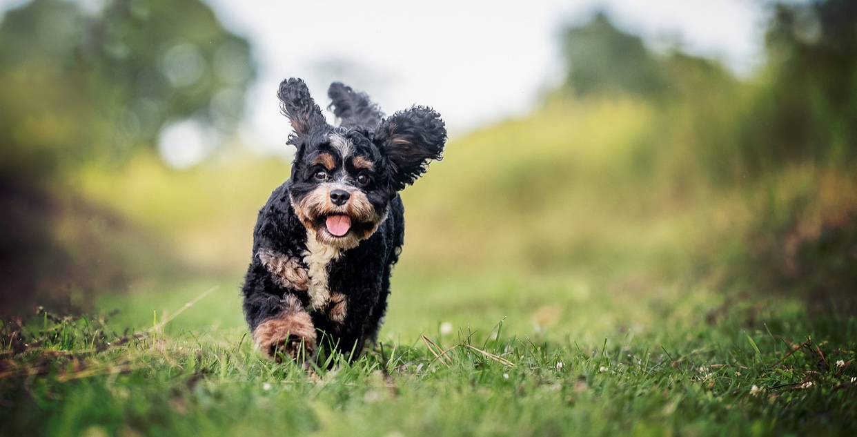 kirby cavapoo stud running