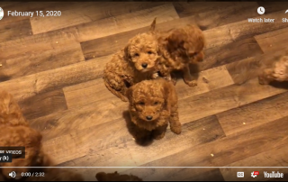 Mini Goldendoodle Puppies Vs Vacuum Cleaner (February 15, 2020)