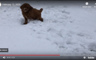 Mini Goldendoodle Puppy In The Snow (February 13, 2020)
