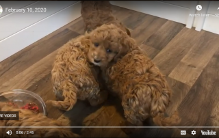 Miniature Goldendoodle Puppies Meal Time (February 10, 2020)