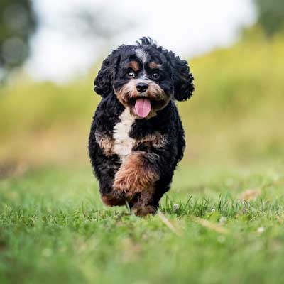 Cavapoo store tri color