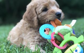 goldendoodle puppy chew toy adopting puppy right way