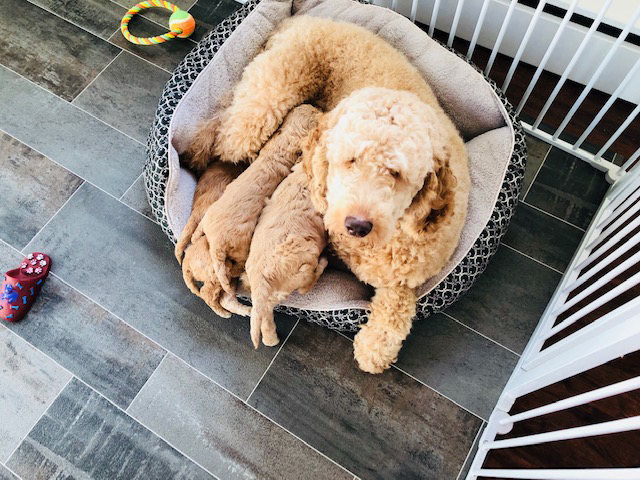 puppy culture training raised in home