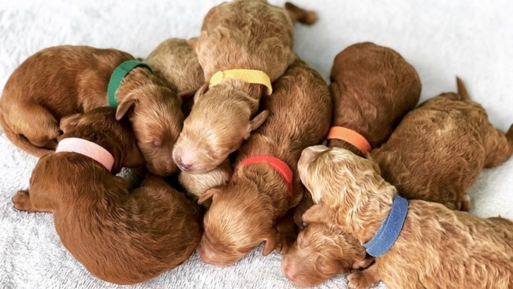 newborn golden doodles coat type testing