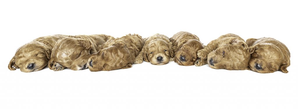 https://maplehilldoodles.com/wp-content/uploads/2020/03/row-of-puppies-1024x377.jpg