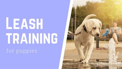leash training for puppies