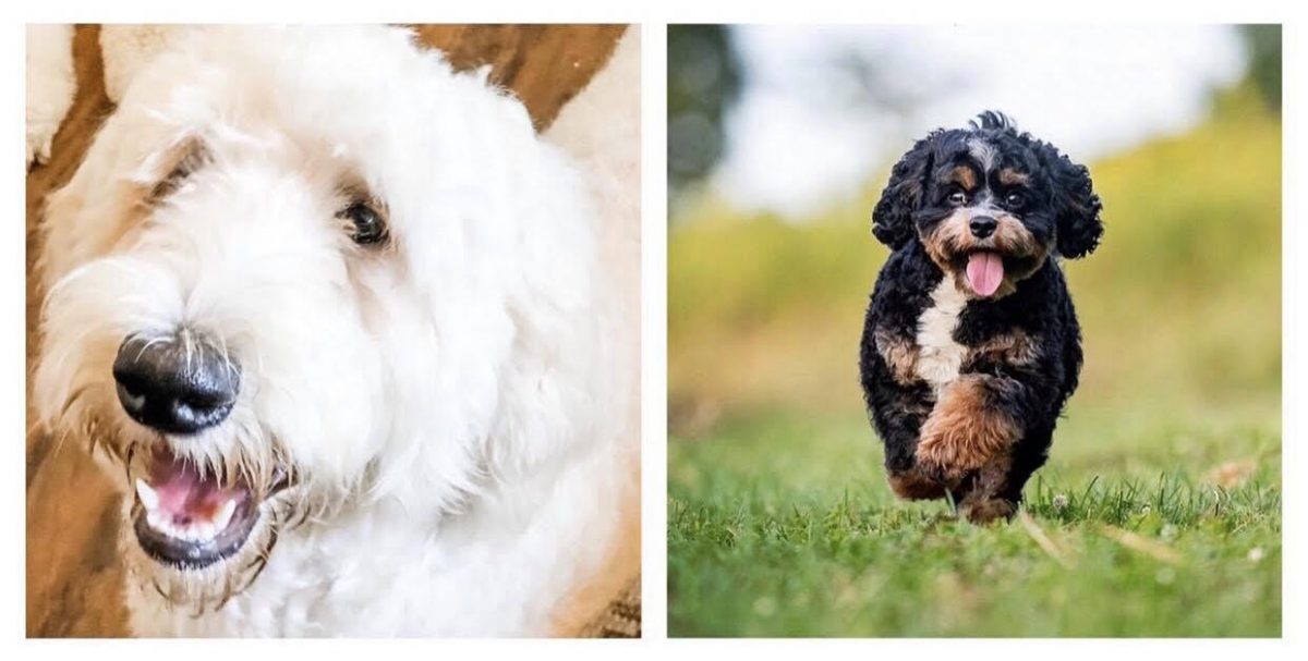 Cavadoodle Puppies for Sale - Maple Hill Doodles - Ohio