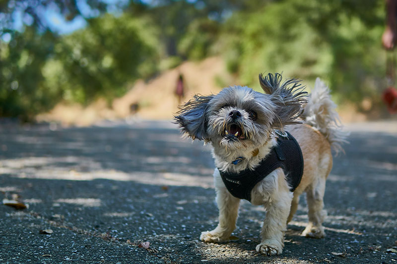 use a harness instead of collar