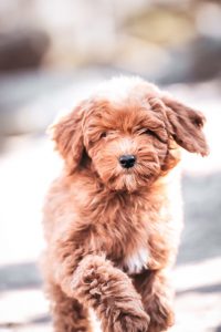 Goldendoodle breed puppy pricing