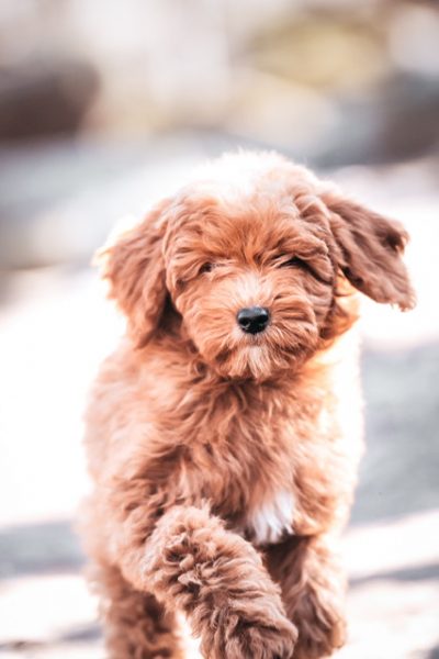 miniature goldendoodle puppies