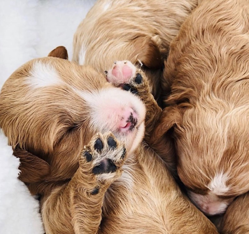 natural rearing Cavapoo puppies Ohio