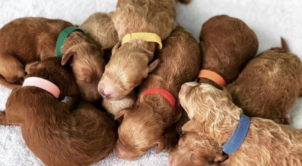 Mini Goldendoodle puppies