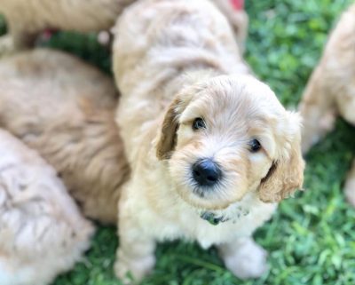 33 Top Photos Labradoodle Puppies Cleveland Ohio / Cavadoodle Puppies For Sale Maple Hill Doodles Ohio