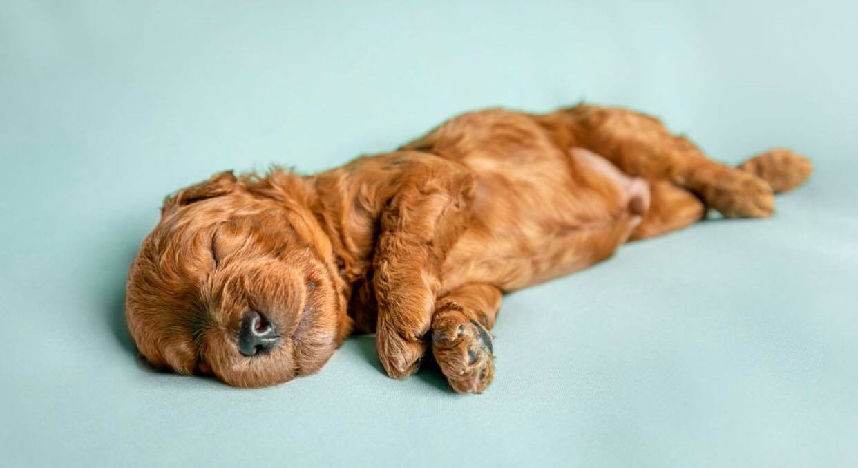 Newborn Mini Goldendoodle