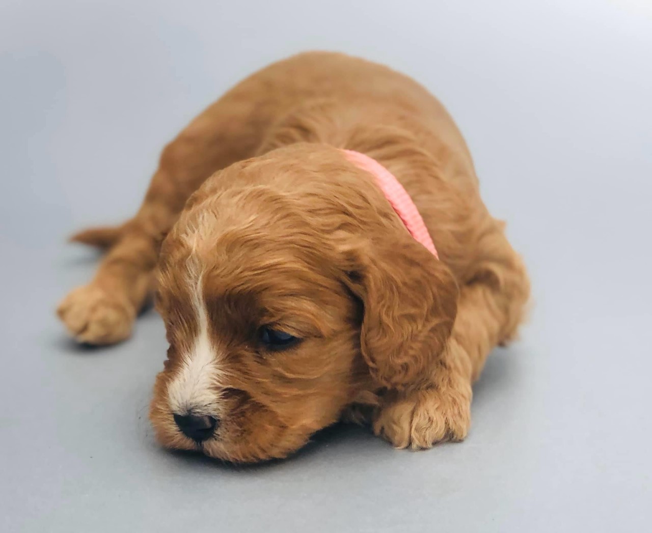 Red and white CavaDoodle Female