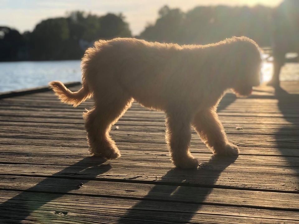 Sunset Labradoodle Puppy